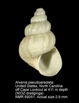 Alvania pseudoareolata.jpg - Alvania pseudoareolataWarén,1974